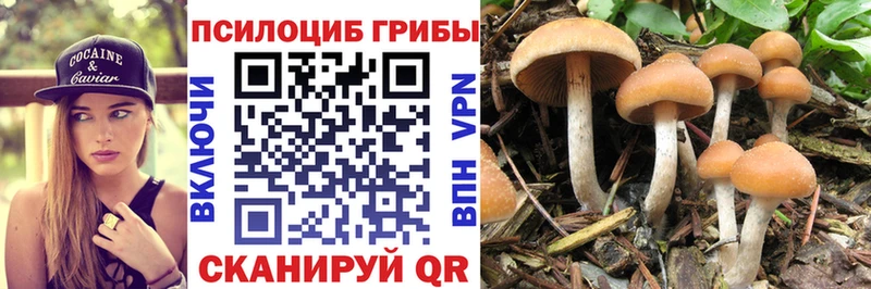 даркнет сайт  Пролетарск  Галлюциногенные грибы Psilocybe 